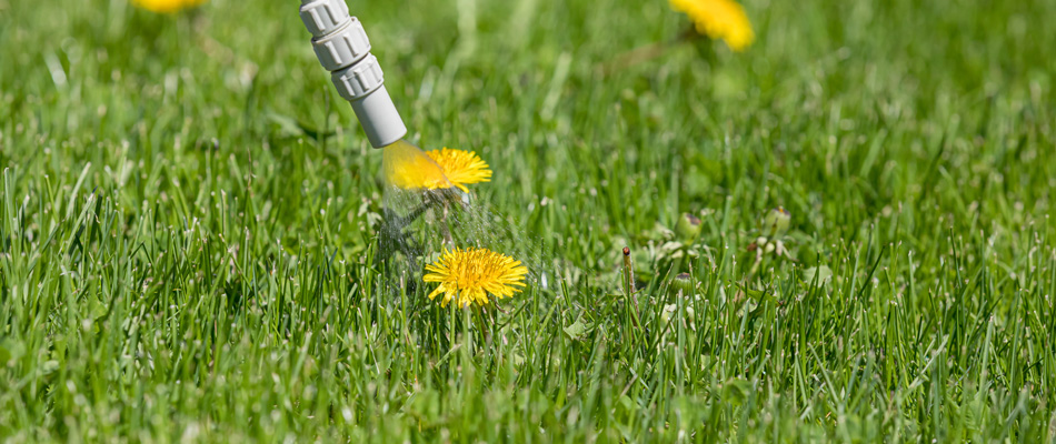 Charlotte NC weed control