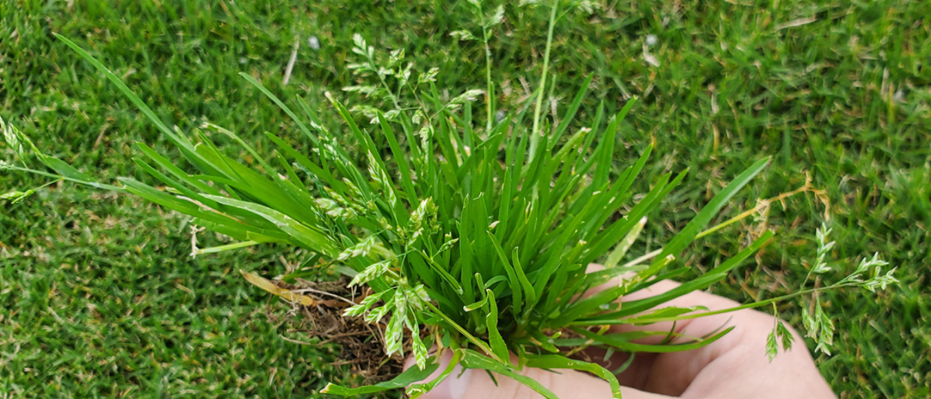 charlotte nc weed control